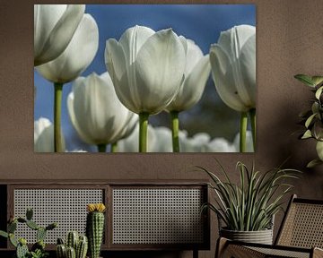 White tulips close up