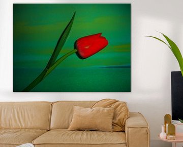 Tulpe