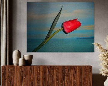 Tulip zee