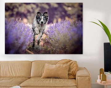 Border Collie in Lavender by Lotte van Alderen