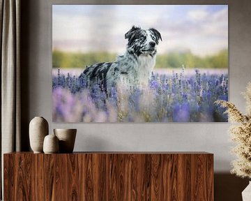 Border Collie in the lavender by Lotte van Alderen