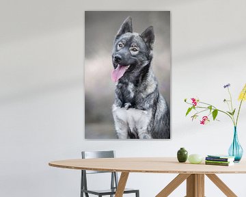 Siberische husky hond portret foto van Lotte van Alderen