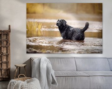 Labrador Retriever Hund im Wasser von Lotte van Alderen