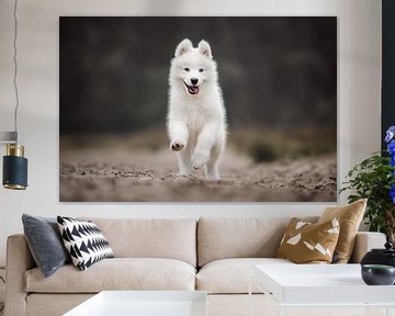 Samojedes Hündchen spielt in der Natur von Lotte van Alderen