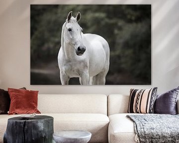 Photo d'un portrait de cheval blanc sur Lotte van Alderen