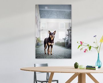 Australischer Kelpie-Hund in der Stadt von Lotte van Alderen