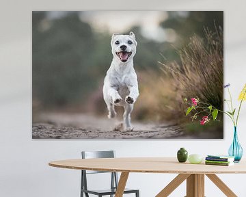 bastaard hondje vrolijk rennend door de heide van Lotte van Alderen