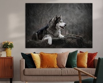 Siberische Husky hond liggend van Lotte van Alderen