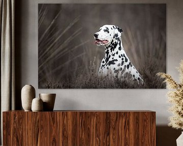 Dalmatiër hond tussen de heide van Lotte van Alderen