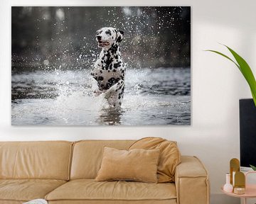 Dalmatiër hond actie foto bij het water van Lotte van Alderen