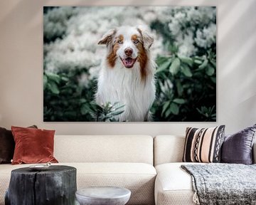 Australian Shepherd tussen de hortensia's van Lotte van Alderen