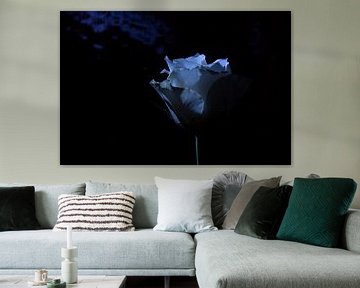 witte roos op zwart belicht van Annet Niewold