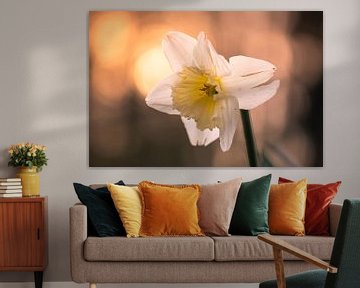 hot daffodil by Tania Perneel
