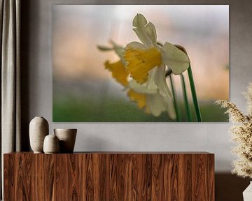 daffodils in the morning by Tania Perneel