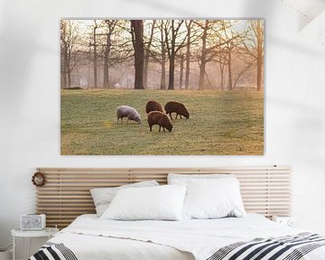 schapen in de ochtendzon van Tania Perneel