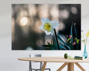 narcis in het zonnige bos van Tania Perneel