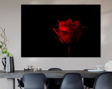 rode roos op zwarte achtergrond van Annet Niewold