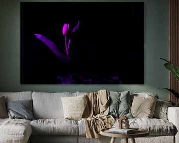 roze tulp zwarte achtergrond van Annet Niewold