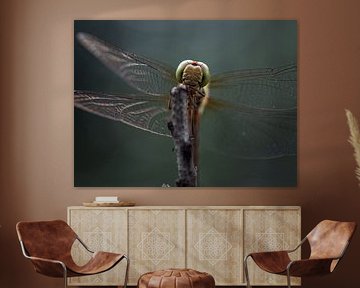 Libelle
