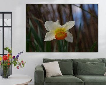 Jonquille blanche et jaune dans le jardin du château de Geldrop sur tiny brok