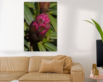 Macro rhododendron purple flower bud by Jeffry Clemens