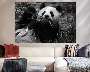 Pandabeer sur Gert-Jan Siesling