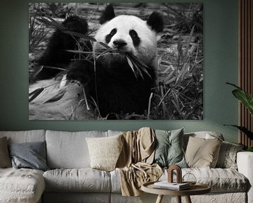Pandabeer van Gert-Jan Siesling