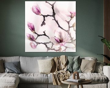 magnolia