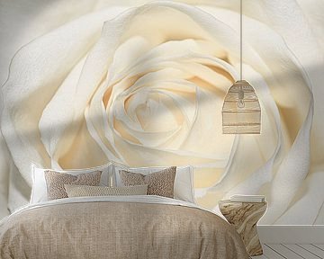 Close-up of a white rose