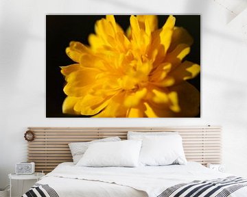 Gelbe Blume in Nahaufnahme von Marieke Funke