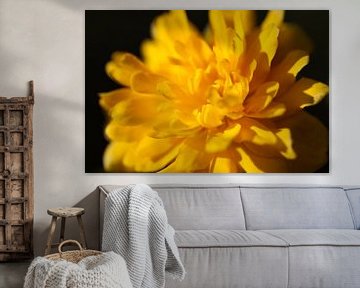 Gelbe Blume in Nahaufnahme von Marieke Funke