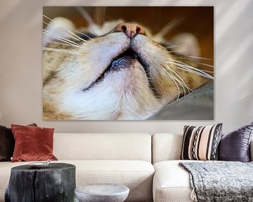 Tabby cat by Marieke Funke