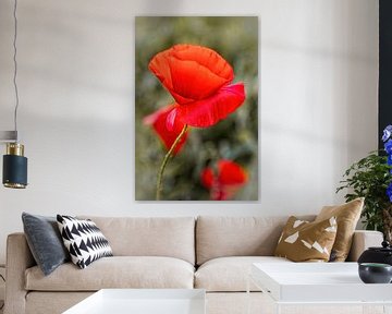 Mohn von Rob Boon