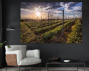 Vineyard at Fromberg by Rob Boon