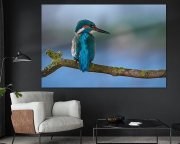 Kingfisher - Perfection by Kingfisher.photo - Corné van Oosterhout