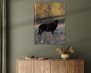 Zwart schaap
