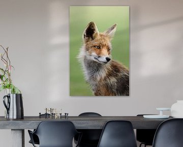 Close-up, head portrait of a Red Fox / Red Fox (Vulpes vulpes) sitting, looking back. by wunderbare Erde