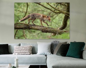 Red fox ( Vulpes vulpes ) walking over a tree trubk, wildlife, Europe. by wunderbare Erde