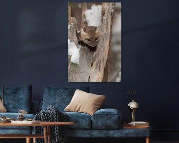 Dennenmarter / sparrenmarter ( Martes americana ) verbergt zich in een gebroken boom, wild, USA. van wunderbare Erde