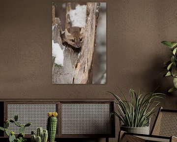 Baummarder / Fichtenmarder ( Martes americana ) versteckt sich in einem abgebrochenen Baum, wildlife von wunderbare Erde