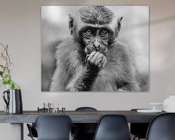 Young monkey in Ubud, Indonesia, Black and White by Maureen Materman