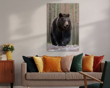 Brown Bear ( Ursus arctos ), Europe, impressive frontal shot by wunderbare Erde