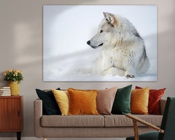 Wolf / Grijze Wolf / Houten Wolf ( Canis lupus ) in de winter, gelegen in de sneeuw, Yellowstone Nat van wunderbare Erde