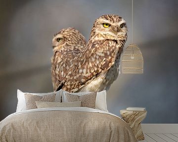 Steinkauz, (Athen noctua)