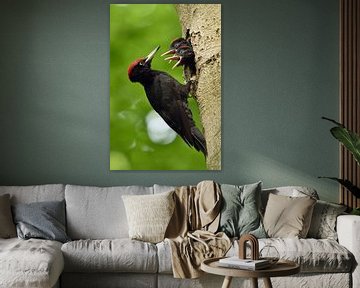 Zwarte specht ( Dryocopus martius ), die zijn jongen, wilde dieren, Europa voedt. van wunderbare Erde