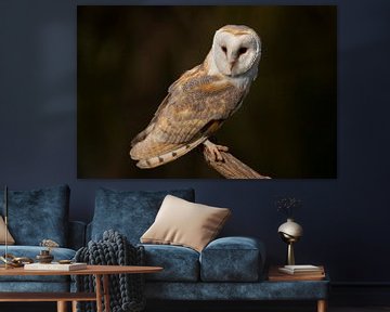 Barn owl, Tyto alba by Gert Hilbink