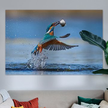 IJsvogel - Koningsvisser van IJsvogels.nl - Corné van Oosterhout