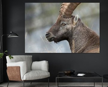 Steinbock / Alpensteinbock ( Capra ibex ), Kopfportrait, wildlife, Schweizer Alpen. von wunderbare Erde