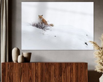 Renard / renard roux ( Vulpes vulpes ) en hiver, Parc national de Yellowstone, USA.