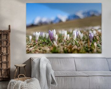 Crocus meadows near Gerold by Manfred Schmierl